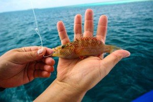 IMG_2466-1