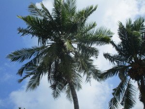 IMG_2694