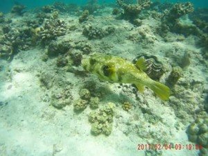 FB_IMG_1486223711305-1