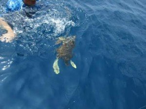FB_IMG_1486385736111-1