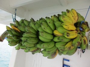 IMG_0002-1