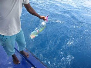 FB_IMG_1488977731829-1