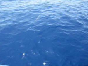 FB_IMG_1490251005040-2