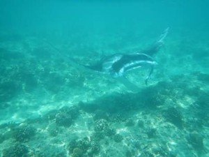 FB_IMG_1490447582559-1