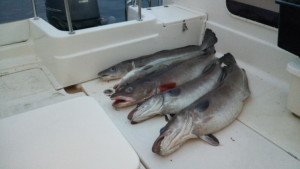 IMG_20170330_2029261