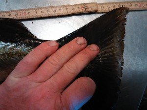 IMG_20170419_103617-3
