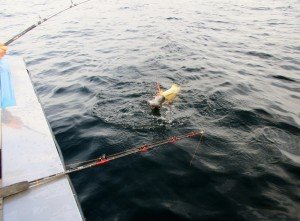 IMG_2045-800x589