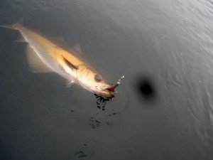 IMG_2075-800x600