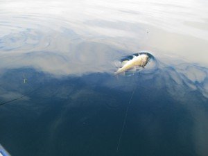 IMG_2098-800x600
