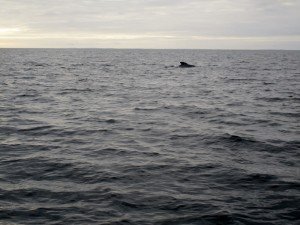 IMG_2136-800x599