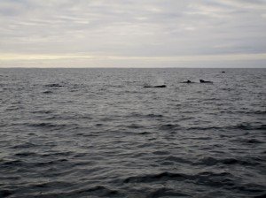 IMG_2138-800x597