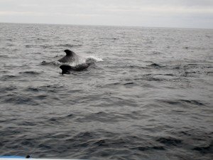 IMG_2141-800x600