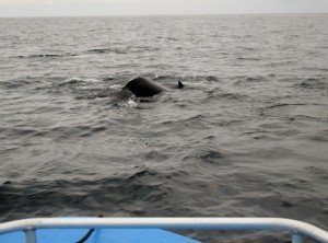 IMG_2142-800x591