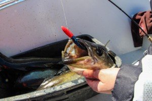 IMG_4748