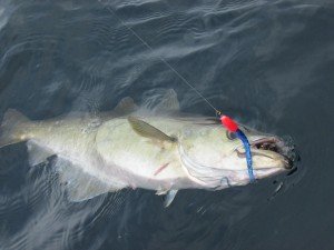 IMG_5674-1