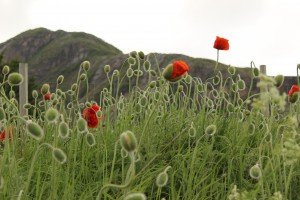 IMG_1308