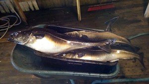 IMG_20170607_001523