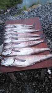IMG_20170628_025244