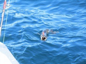 IMG_2220-800x600