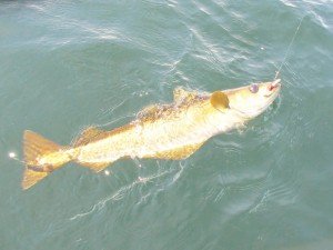 IMG_2374-800x600