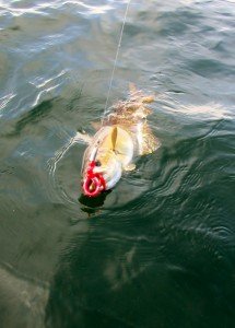 IMG_2384-572x800