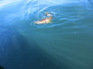 IMG_2428-800x600