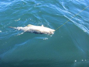 IMG_2430-800x600