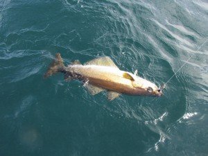 IMG_2459-800x600