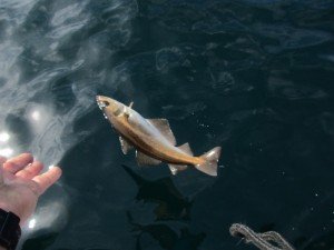 IMG_2463-800x600