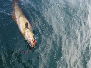 IMG_2465-800x600