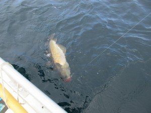 IMG_2470-800x600