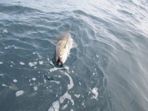 IMG_2481-800x600