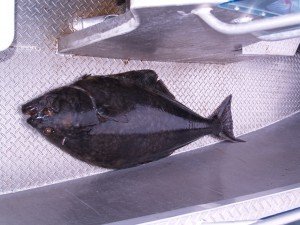 P7047515