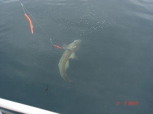 DSC00802-800x600