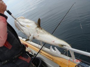 DSC00804-800x600