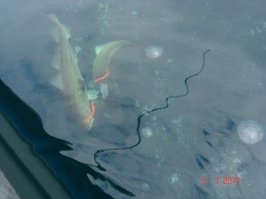 DSC00809-800x600