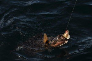 Halibut-1