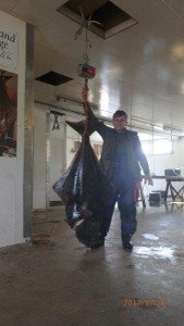 Halibut-10
