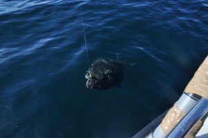 Halibut-3