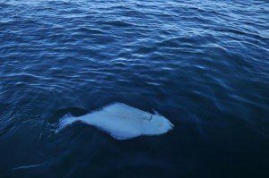 Halibut-4