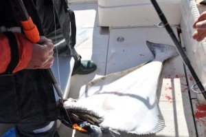 Halibut-5