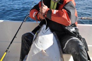 Halibut-6
