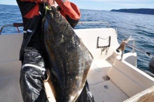 Halibut-7