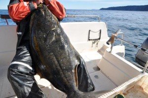 Halibut-8