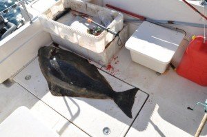 Halibut-9
