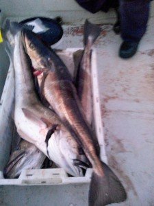 IMG-20170630-WA0050