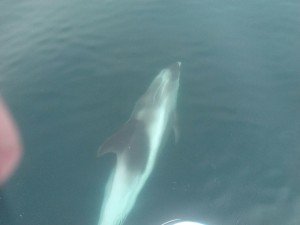 IMG-20170705-WA0001