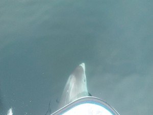 IMG-20170705-WA0002
