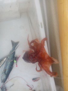IMG_20170702_113757