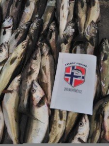 IMG_20170703_192258